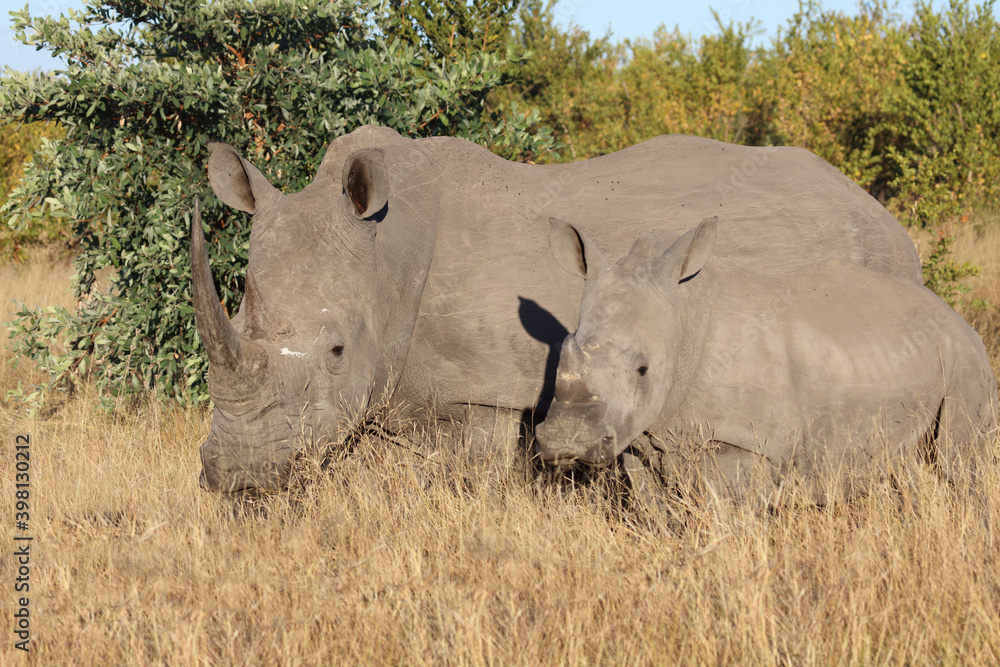 Fototapeta premium Breitmaulnashorn / Square-lipped Rhinoceros / Ceratotherium Simum