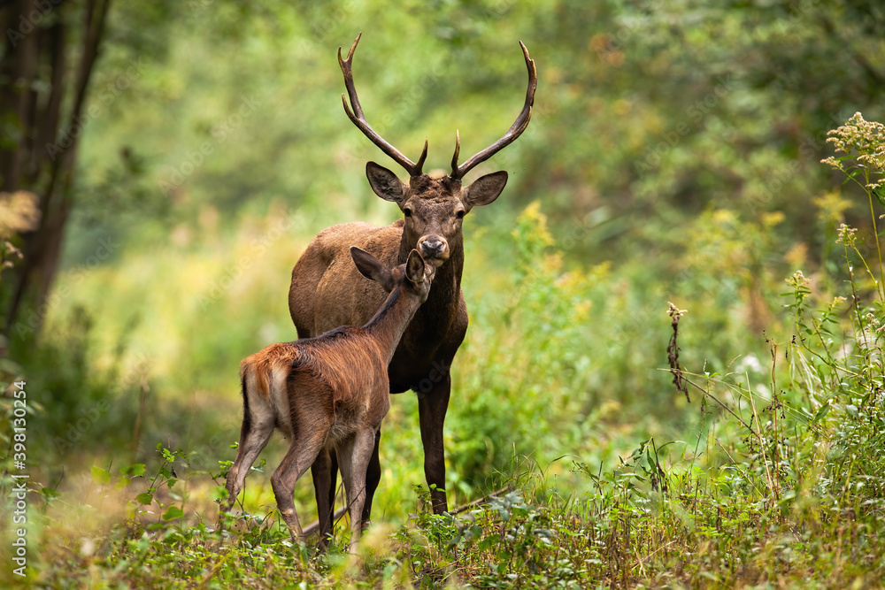 Couple red deer, cervus elaphus, kissing in forest in summer nature. Stag with hind touching noses in woodland in summertime. Wild mammals standing in green wilderness.