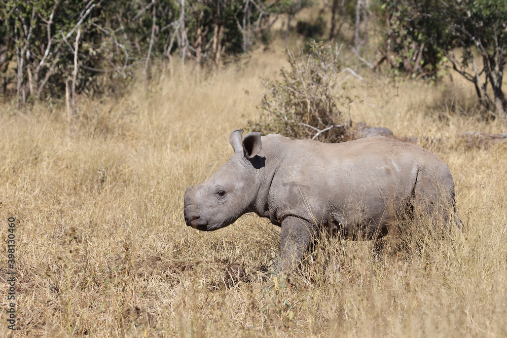 Obraz premium Breitmaulnashorn / Square-lipped Rhinoceros / Ceratotherium Simum