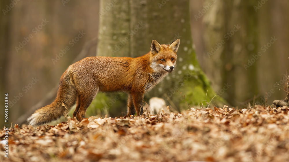 Adult puffy red fox, vulpes vulpes, hunting in the autumn forest. Majestic feline in the autumnal environment with beech in the background. Attentive orange predator standing in the wilderness.