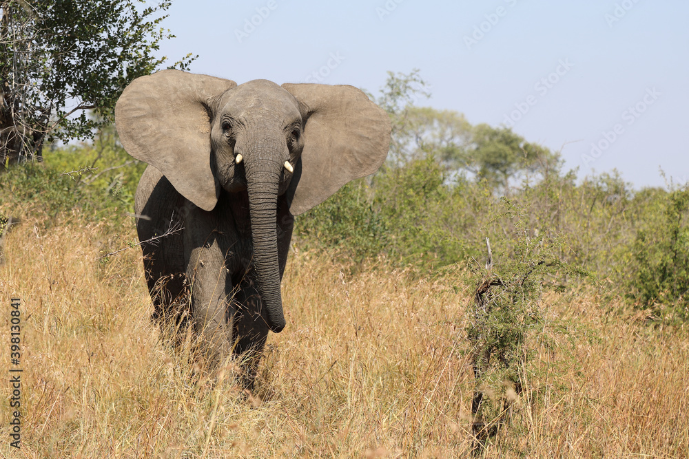 Fototapeta premium Afrikanischer Elefant / African elephant / Loxodonta africana