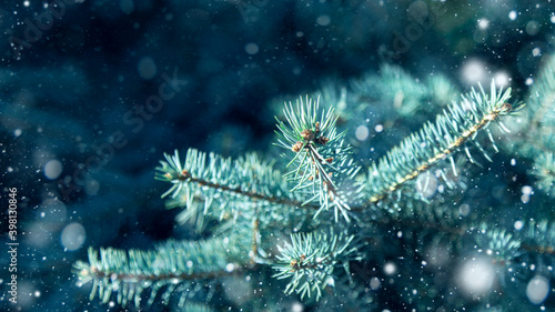 branches of blue spruce with snow in cold colors close-up. magical christmas 2021 background