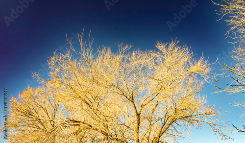 Yellow Tree, Deep Blue Sky