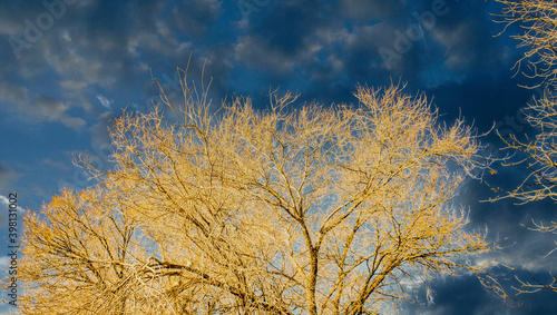 Yellow Tree, Cloudy Background