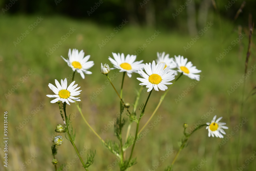 Chamomile flowers in the meadow Chamomile flowers in the meadow