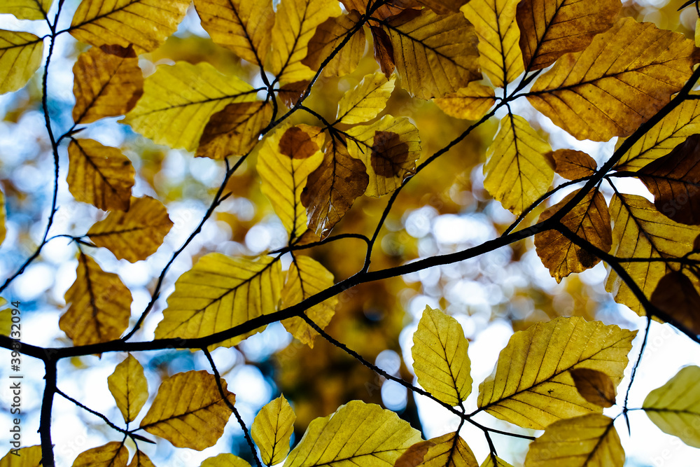 Laubbaum im Herbst, Laubbaum von unten, Blätter von unten, bunte Blätter Laubbaum im Herbst, Laubbaum von unten, Blätter von unten, bunte Blätter