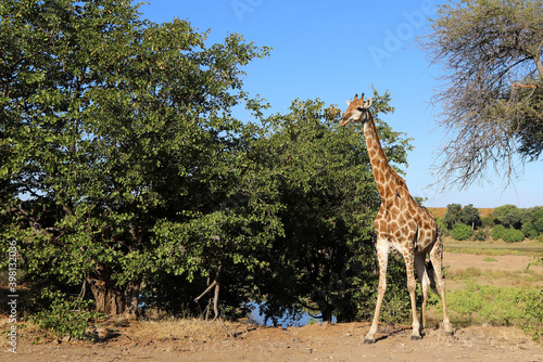 Photography Giraffe / Giraffe / Giraffa Camelopardalis