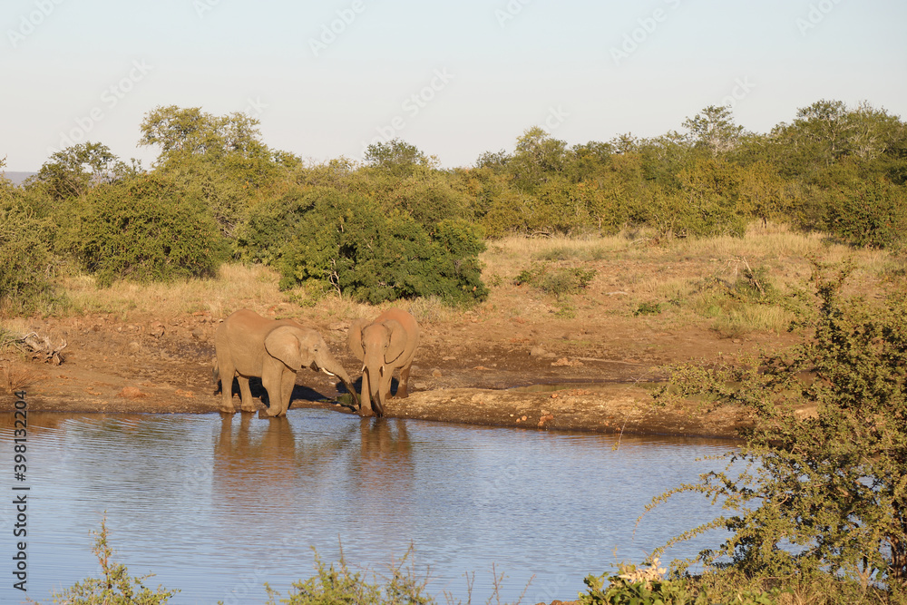 Afrikanischer Elefant / African elephant / Loxodonta africana Afrikanischer Elefant / African elephant / Loxodonta africana