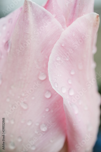 Close up of water drops on pink tulips