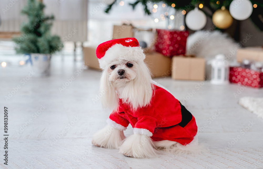 Dog near christmas tree at home Dog near christmas tree at home