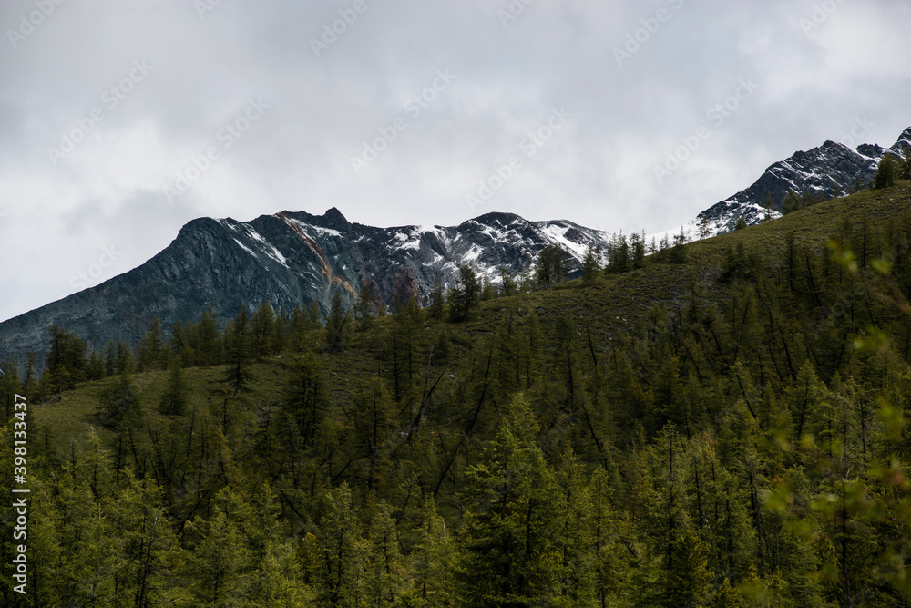 gray rocks, green forest and snow-capped mountains on the background-Altai