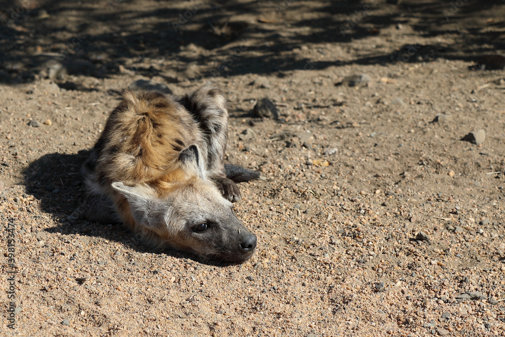 Tüpfelhyäne / Spotted Hyaena / Crocuta crocuta. Tüpfelhyäne / Spotted Hyaena / Crocuta crocuta.