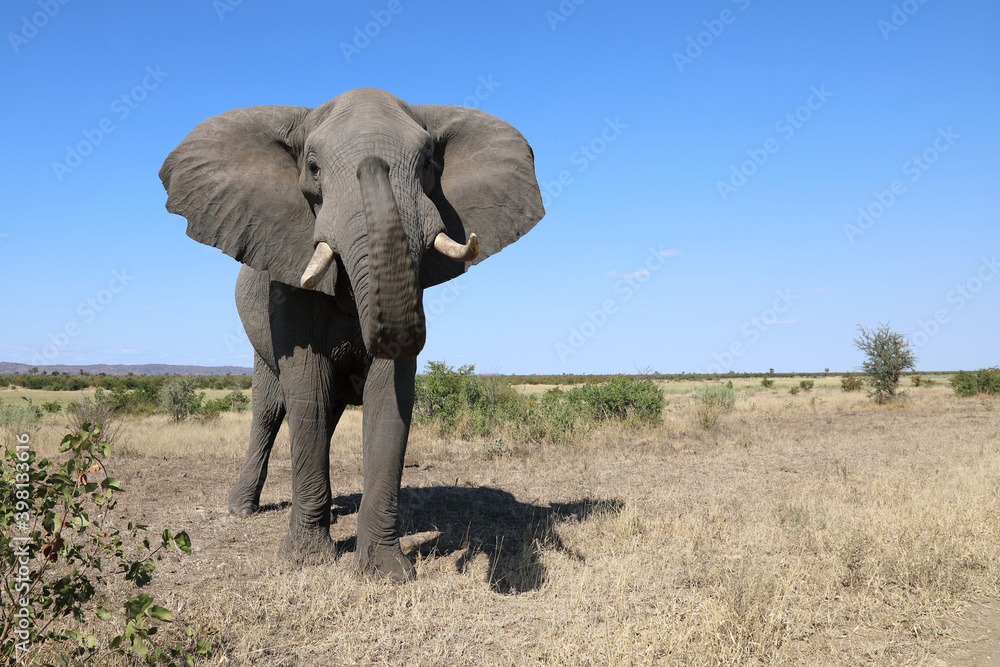 Obraz premium Afrikanischer Elefant / African elephant / Loxodonta africana