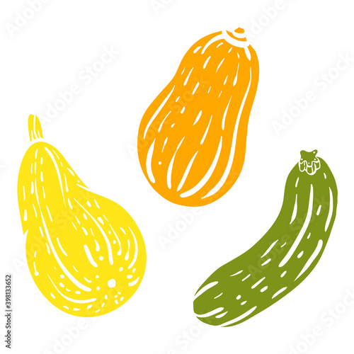 Squash, zucchini, courgette. Colorful sketch of vegetables isolated on white background. Doodle hand drawn vegetables. Vector illustration