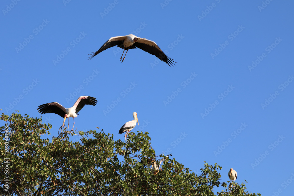 Nimmersatt / Yellow-billed stork / Mycteria ibis.