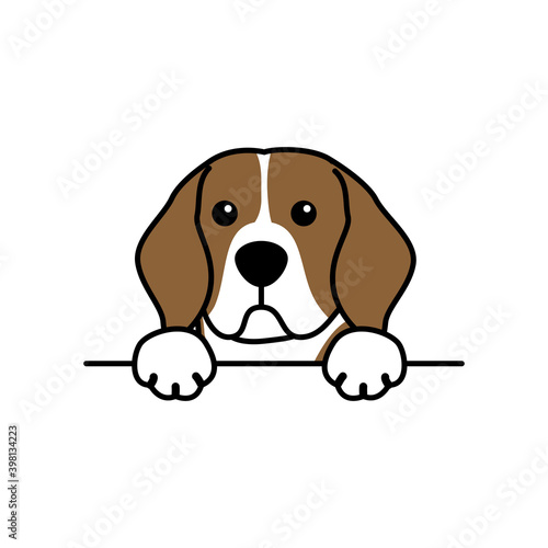 Cute beagle dog paws up over wall, dog face cartoon, vector illustration