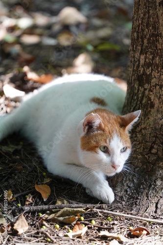 都会や海辺、公園などに住む可愛らしくもたくましい野良猫たちの個性的な表情