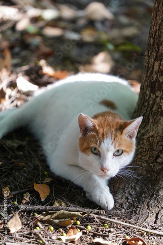 都会や海辺、公園などに住む可愛らしくもたくましい野良猫たちの個性的な表情