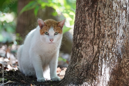 都会や海辺、公園などに住む可愛らしくもたくましい野良猫たちの個性的な表情
