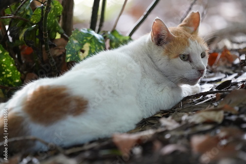 都会や海辺、公園などに住む可愛らしくもたくましい野良猫たちの個性的な表情