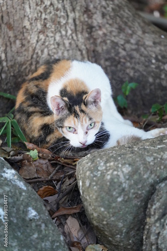 都会や海辺、公園などに住む可愛らしくもたくましい野良猫たちの個性的な表情