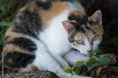 都会や海辺、公園などに住む可愛らしくもたくましい野良猫たちの個性的な表情