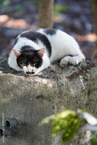 都会や海辺、公園などに住む可愛らしくもたくましい野良猫たちの個性的な表情