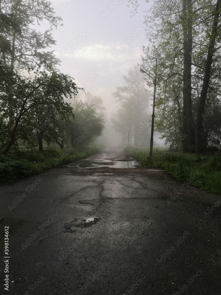 Fototapeta premium morning in the forest