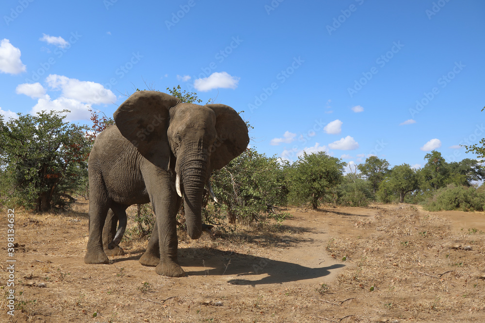 Obraz premium Afrikanischer Elefant / African elephant / Loxodonta africana
