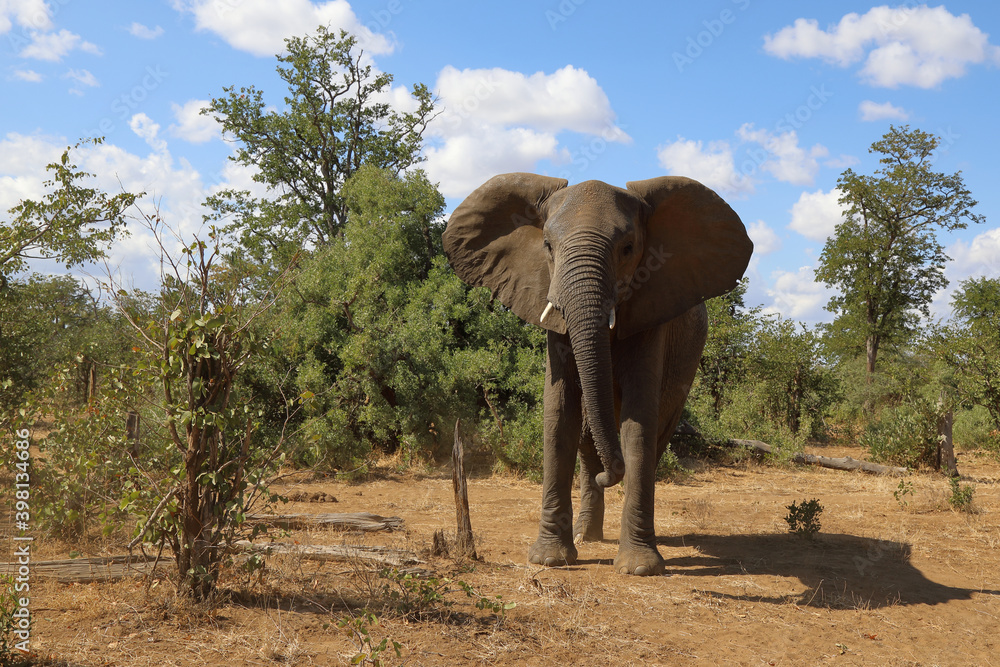 Obraz premium Afrikanischer Elefant / African elephant / Loxodonta africana