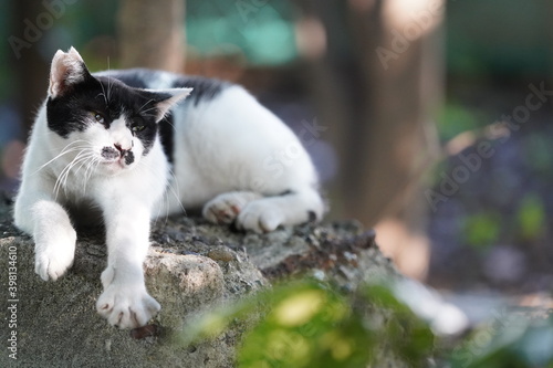 都会や海辺、公園などに住む可愛らしくもたくましい野良猫たちの個性的な表情