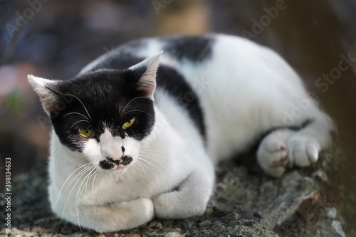 都会や海辺、公園などに住む可愛らしくもたくましい野良猫たちの個性的な表情
