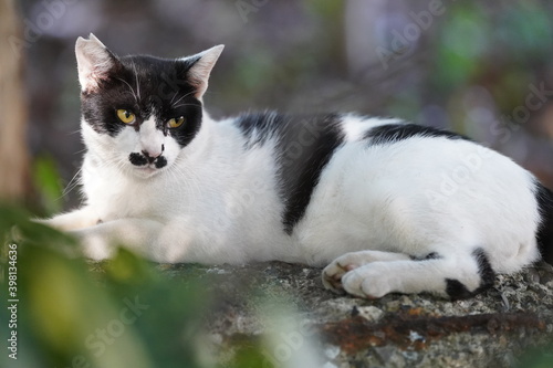 都会や海辺、公園などに住む可愛らしくもたくましい野良猫たちの個性的な表情