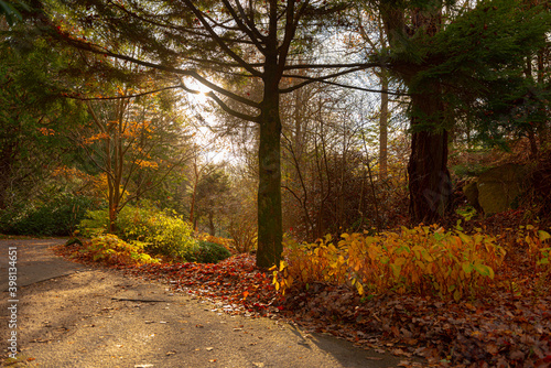 Wallpaper Mural Backlit tree in a yellow and brown autumn park.. Torontodigital.ca