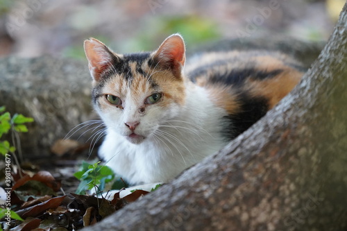 都会や海辺、公園などに住む可愛らしくもたくましい野良猫たちの個性的な表情