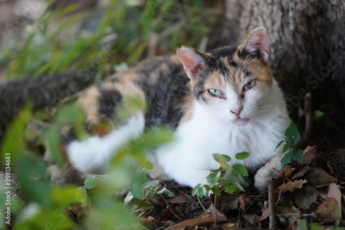 都会や海辺、公園などに住む可愛らしくもたくましい野良猫たちの個性的な表情
