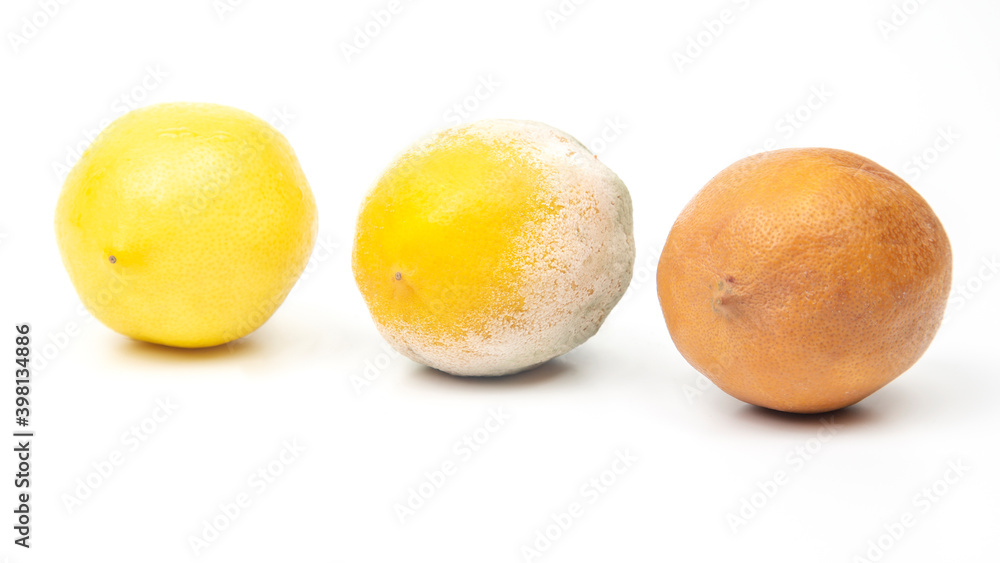 Rotten lemon next to fresh lemons on a white background