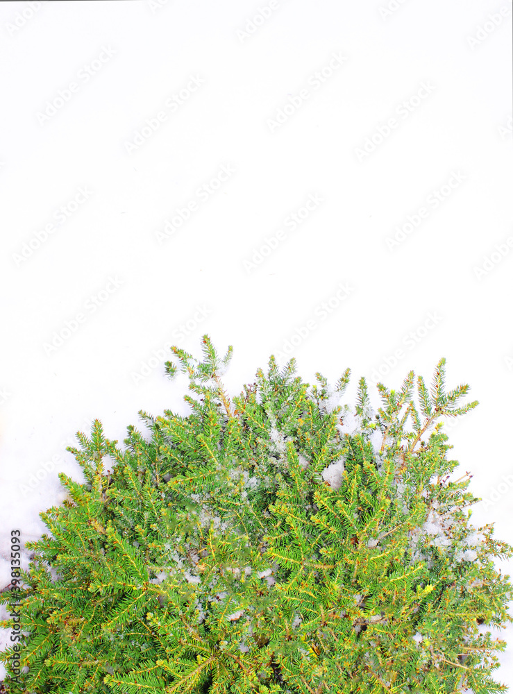 Obraz premium Christmas tree on a white background, tree
