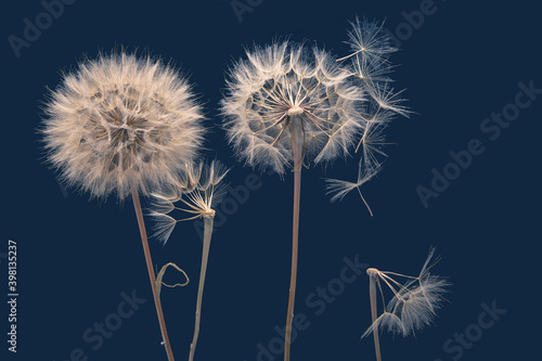 dry dandelion seeds fly away from the flower