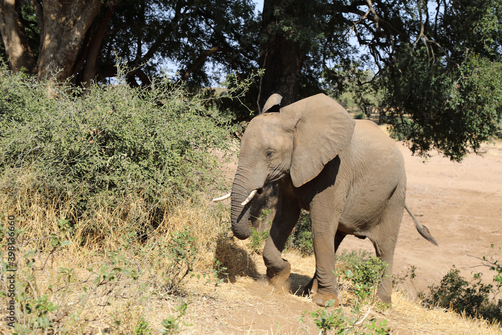 Afrikanischer Elefant / African elephant / Loxodonta africana Afrikanischer Elefant / African elephant / Loxodonta africana