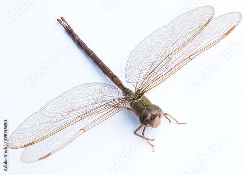 Dragonfly closeup on white background.