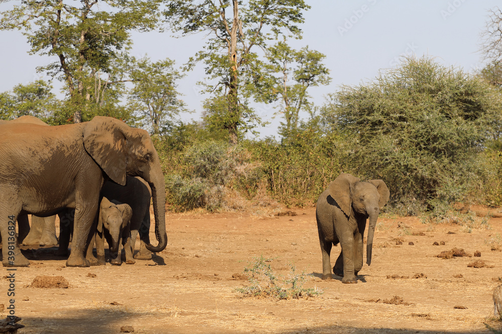 Afrikanischer Elefant / African elephant / Loxodonta africana. Afrikanischer Elefant / African elephant / Loxodonta africana.