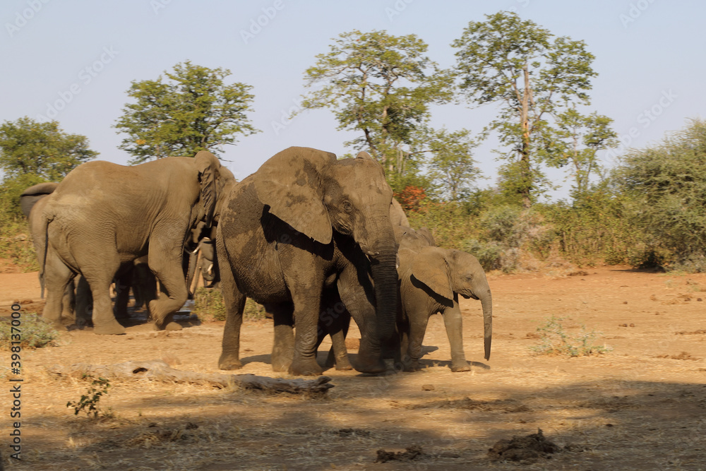 Fototapeta premium Afrikanischer Elefant / African elephant / Loxodonta africana.