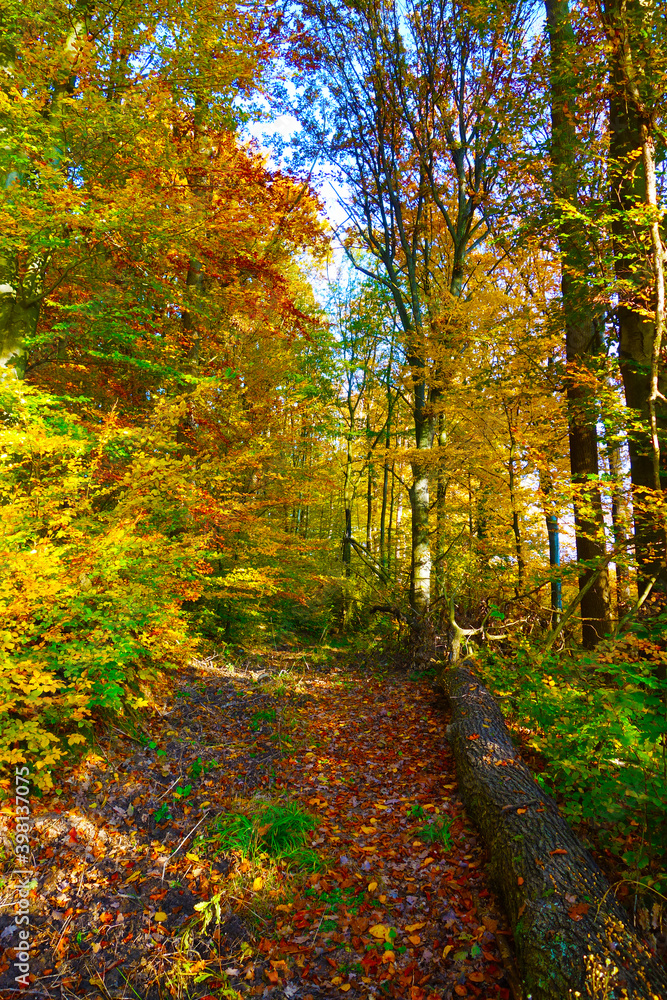 Fototapeta premium Forest nature in autumn colors