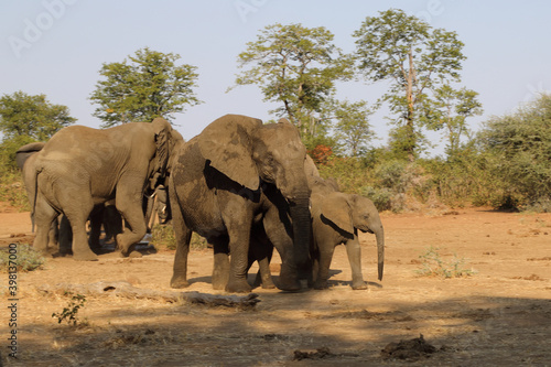 Afrikanischer Elefant / African elephant / Loxodonta africana.