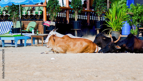 Goa, India: Sacred animal three cow sitting on a sandy beach. Animal gathering at day time.