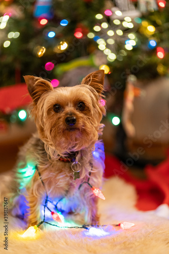 Small Yorkshire Terrier dog sits with string lights in front of a Christmas tree, looking up, focus on eyes