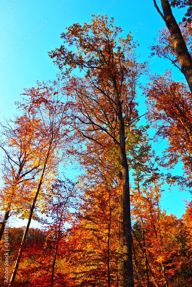 Fototapeta premium Forest nature in autumn colors