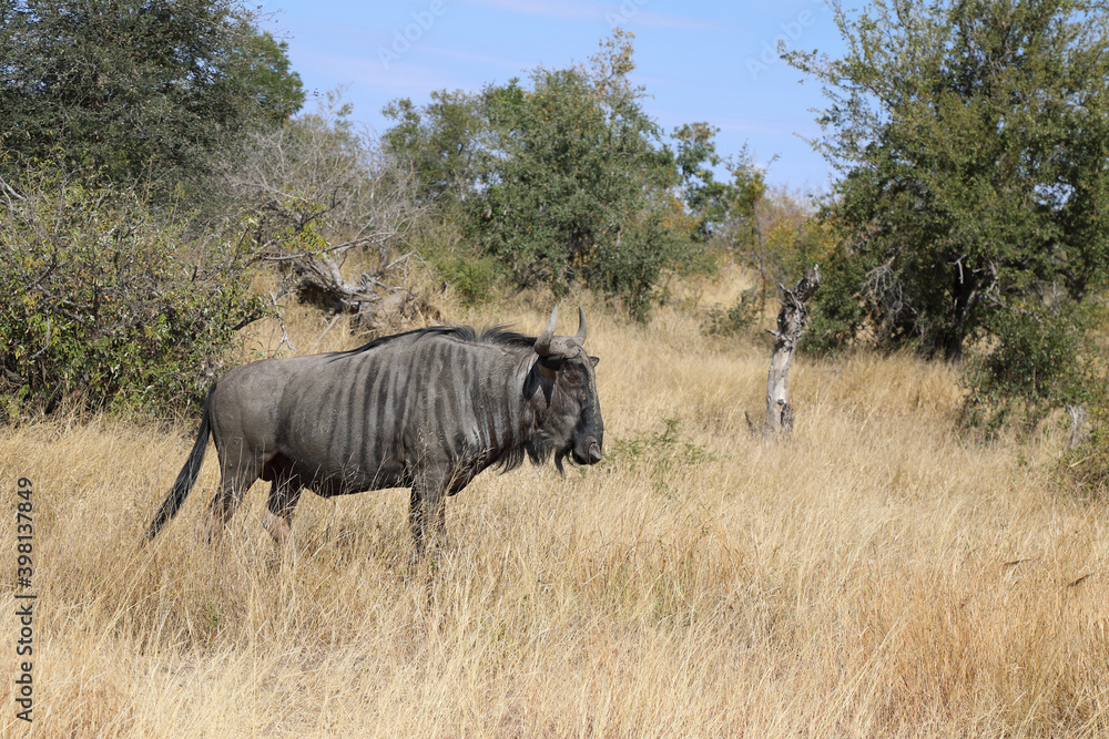 Fototapeta premium Streifengnu / Blue wildebeest / Connochaetes taurinus