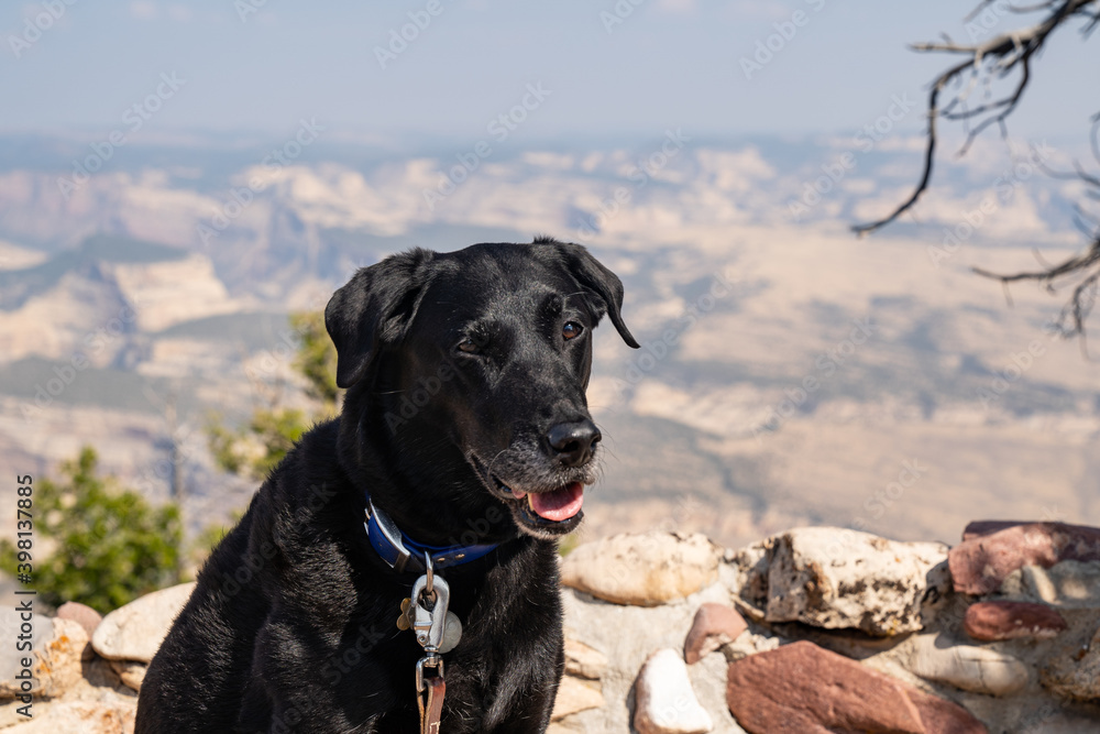 Black Labrador dog poses at canyon view at Dinosaur National Monument. Poor air quality and pollution in the area